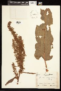 Rumex britannica image