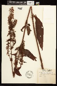 Rumex britannica image