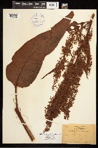 Rumex britannica image