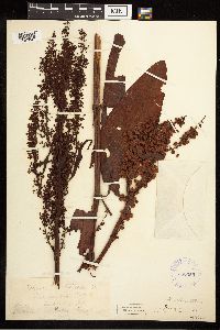 Rumex britannica image