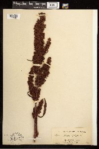 Rumex britannica image