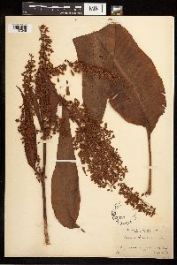 Rumex britannica image