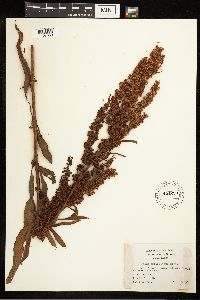 Rumex britannica image