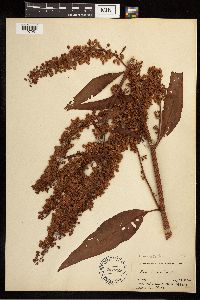 Rumex britannica image