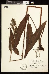 Rumex britannica image