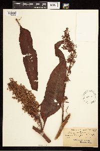 Rumex britannica image