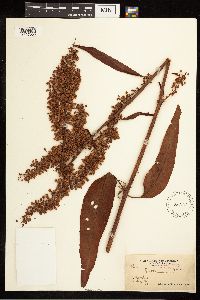 Rumex britannica image