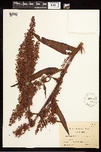 Rumex britannica image