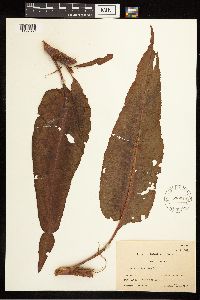 Rumex britannica image