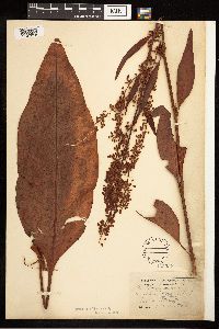 Rumex britannica image