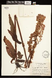 Rumex britannica image