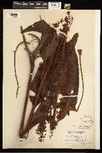 Rumex britannica image