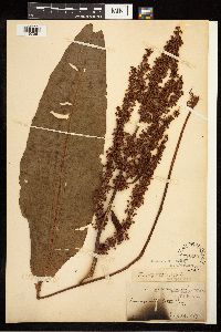 Rumex britannica image