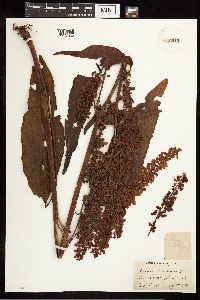 Rumex britannica image