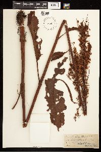 Rumex britannica image
