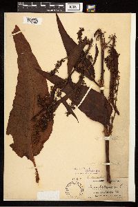 Rumex britannica image