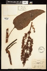 Rumex britannica image