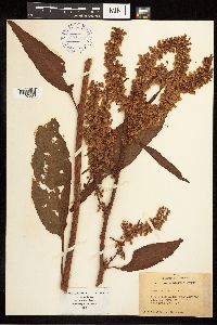 Rumex britannica image