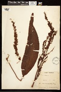 Rumex britannica image