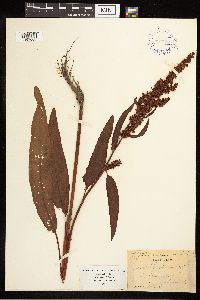 Rumex britannica image