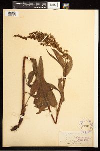 Rumex britannica image