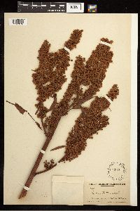 Rumex britannica image