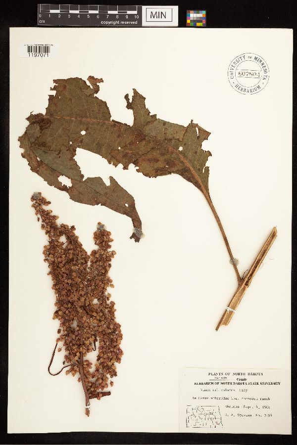 Rumex britannica image