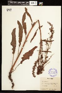 Rumex crispus image