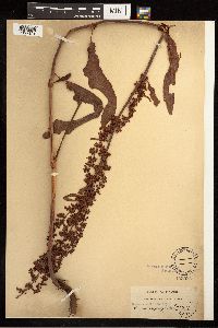 Rumex crispus image