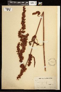 Rumex crispus image