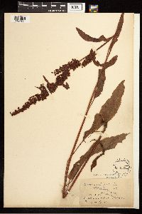 Rumex crispus image