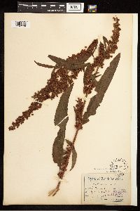 Rumex crispus image