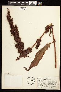 Rumex crispus image