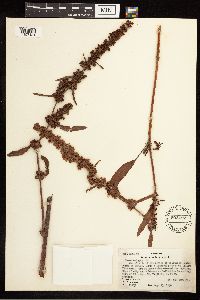 Rumex crispus image