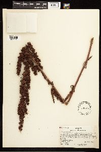 Rumex crispus image