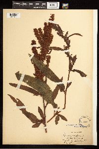 Rumex crispus image