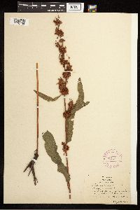 Rumex crispus image
