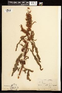 Rumex crispus image