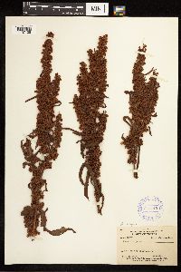 Rumex crispus image
