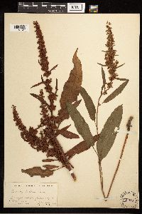 Rumex crispus image