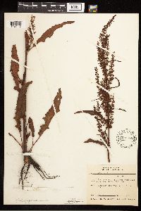 Rumex crispus image