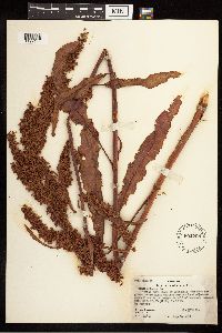 Rumex crispus image