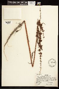 Rumex crispus image