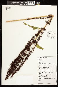 Rumex crispus image