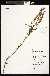 Rumex crispus image