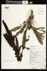Rumex crispus image