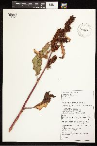 Rumex crispus image