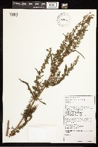 Rumex crispus image