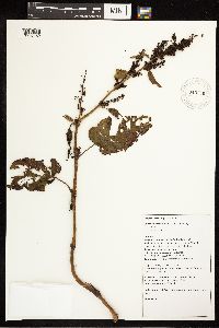 Rumex crispus image