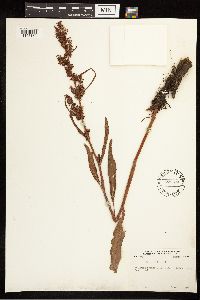 Rumex crispus image